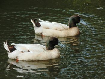Swan swimming in lake