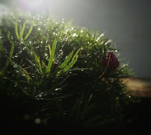 Close-up of water drops on plant