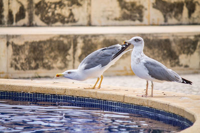 Close-up of seagulls perching by pond
