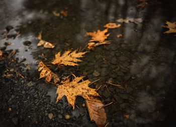 High angle view of maple leaf during autumn