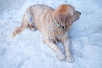 High angle view of dog on snow