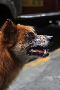 Close-up of dog looking away