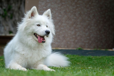 Samoyed looking away on field