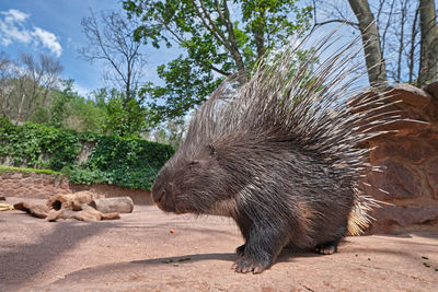 Side view of an animal on rock