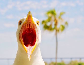 Close-up portrait of bird against sky