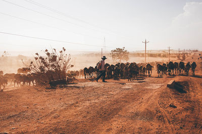 Herder walking with cows at desert against sky