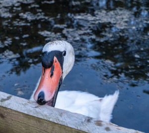 Close-up of swan swimming in lake