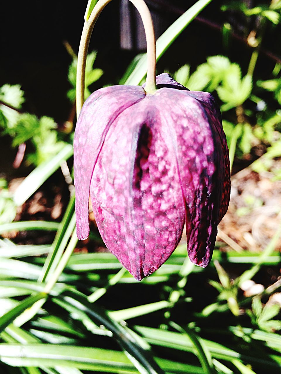 freshness, flower, growth, pink color, close-up, petal, fragility, plant, beauty in nature, focus on foreground, flower head, nature, leaf, purple, bud, blooming, stem, pink, outdoors, green color