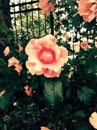 Close-up of pink rose blooming outdoors