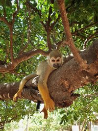 Low angle view of squirrel on tree in forest