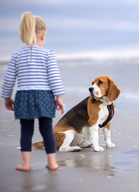 Girl and beagle on shore at beach