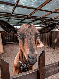 Portrait of a goat in pen