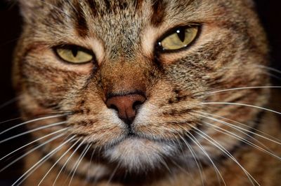 Close-up portrait of cat