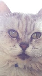 Close-up portrait of cat