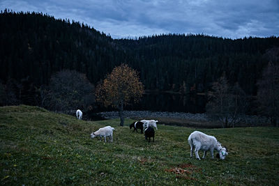 Sheep grazing in a field