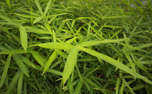 Full frame shot of dew on grass
