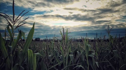 Close-up of plants on field against sky