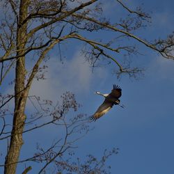 Low angle view of eagle on branch against sky