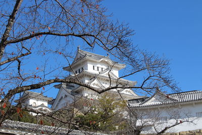 Low angle view of tree by building against sky