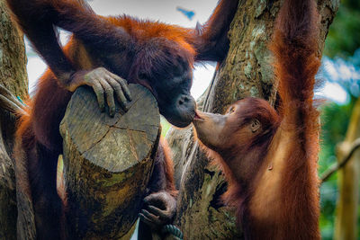 View of orangutans kissing on tree