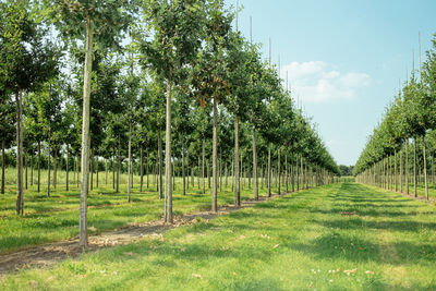 Trees on field against sky