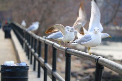 Seagull perching on railing