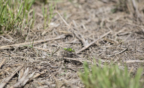 Close-up of lizard on land