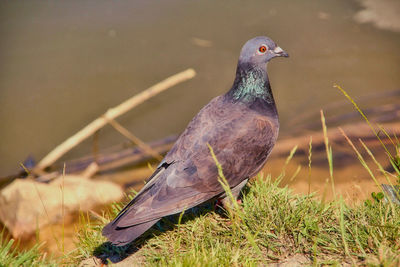 Close-up of bird perching on grass