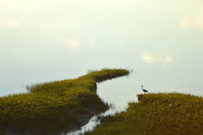 Bird on a lake