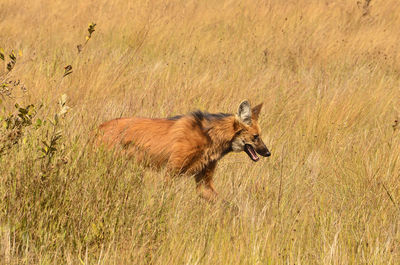 Lion running in a field