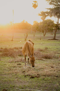 Cow grazing on field