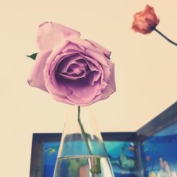 Close-up of pink rose in vase