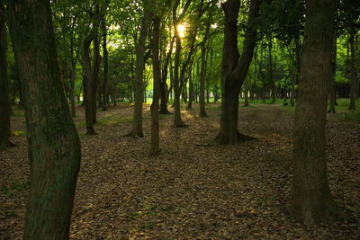 Trees in forest