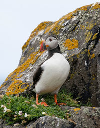 Close-up of bird perching on rock