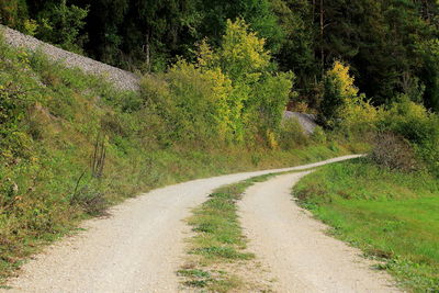 Road amidst trees in forest