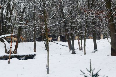 Snow covered trees in forest