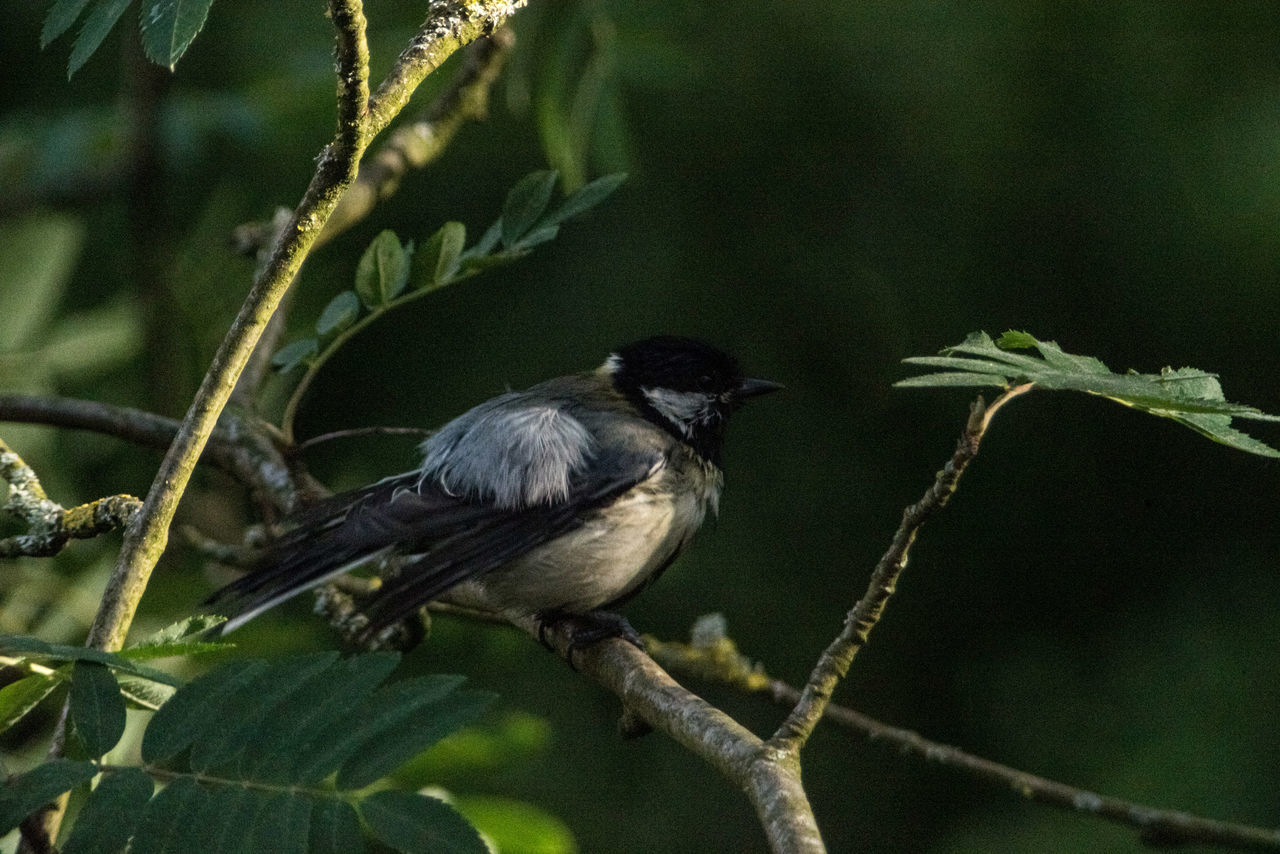 CLOSE-UP OF BIRD PERCHING ON A BRANCH