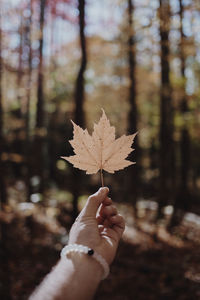 Close-up of hand on maple leaf