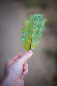 Close-up of hand holding leaves