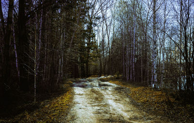 Dirt road amidst trees in forest