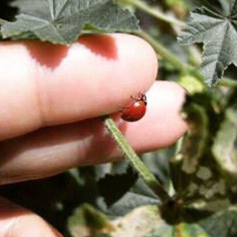 person, holding, human finger, part of, close-up, cropped, lifestyles, focus on foreground, leisure activity, unrecognizable person, leaf, new life, plant, one animal, growth, nature, wildlife