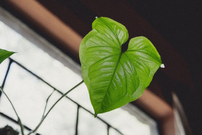leaf