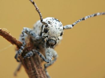 Close-up of spider