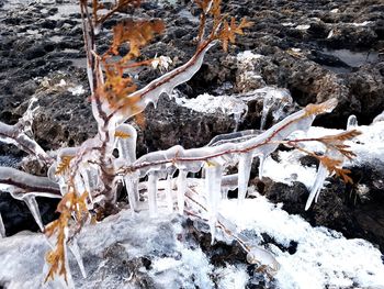 High angle view of icicles on snow covered land