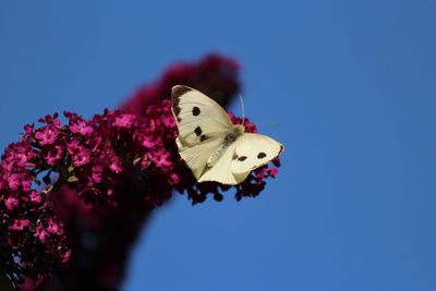 Close-up of butterfly pollinating on purple flower