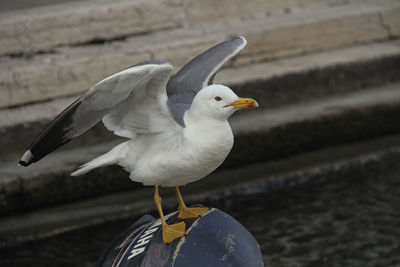 Close-up of bird perching outdoors