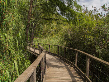 Wooden footbridge amidst trees in forest