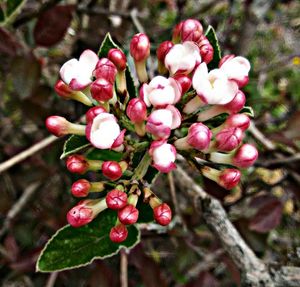 Close-up of red berries growing on tree