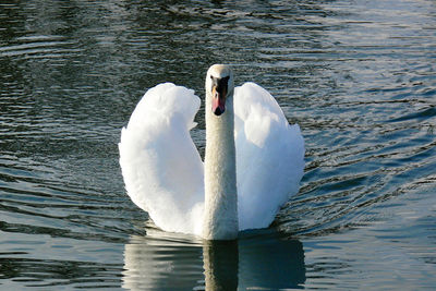 Swan floating on lake