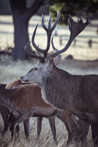 Deer in a field